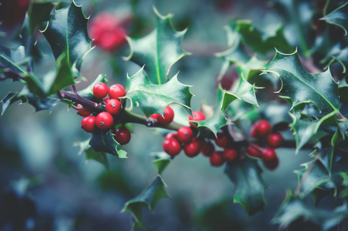 Winter Herbs Mistletoe