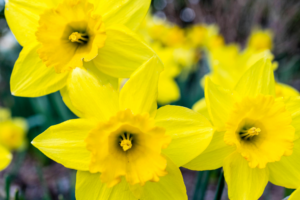 March Birth Flower Daffodils