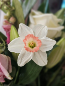 March's Birth Flower Jonquil